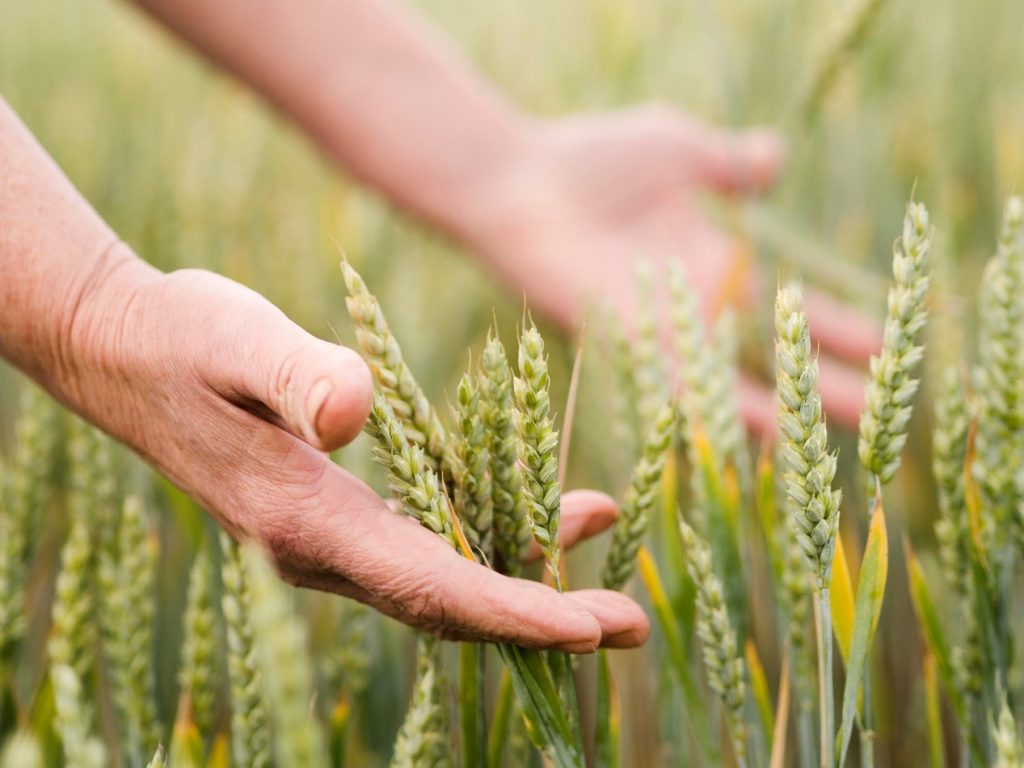遵循有機農法，與世界各地小農契作有機穀物
